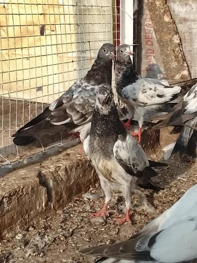 baby pigeon for sale