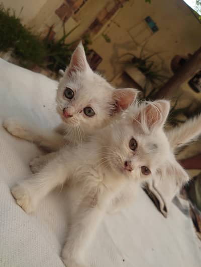 PERSIAN CATS BABY