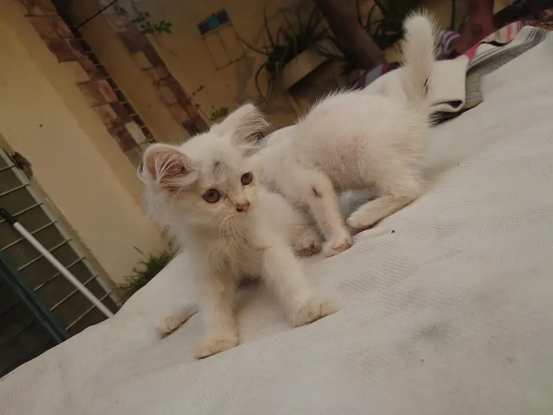PERSIAN CATS BABY — photo 2