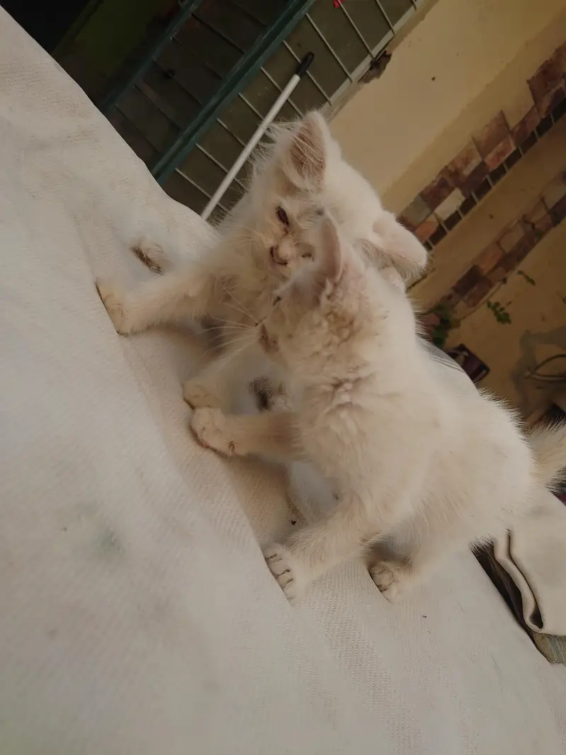 PERSIAN CATS BABY — photo 3