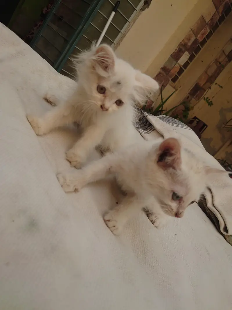 PERSIAN CATS BABY — photo 4