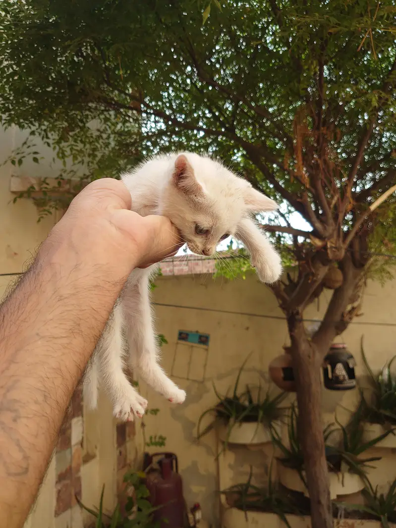 PERSIAN CATS BABY — photo 5