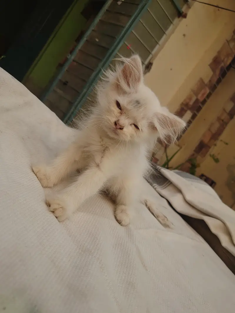 PERSIAN CATS BABY — photo 6