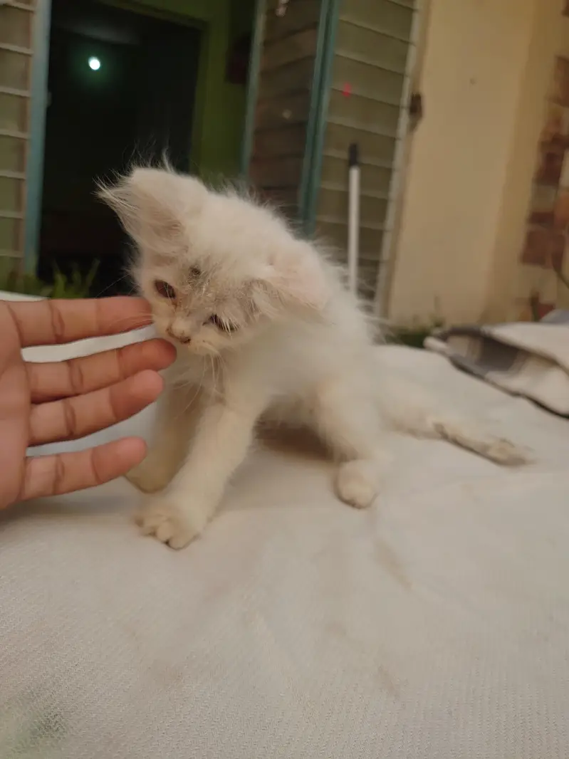 PERSIAN CATS BABY — photo 7