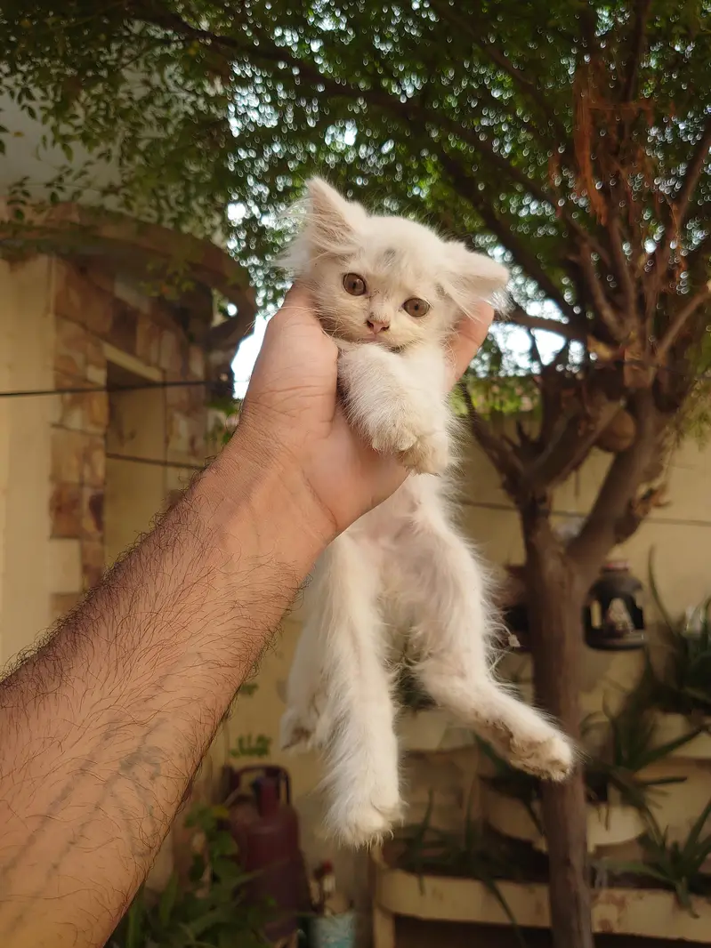 PERSIAN CATS BABY — photo 8