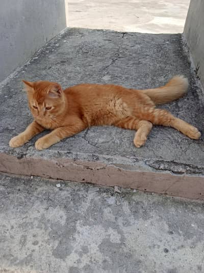 2 Persian male for Sale