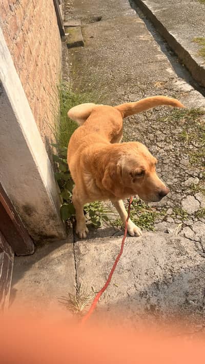 Labrador Dog for Sale – 2 Years Old