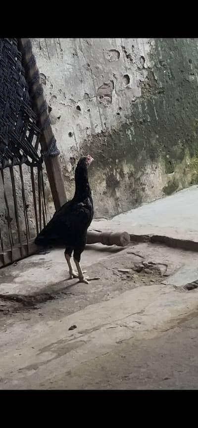Aseel murgi for sale in low price only sialkot
