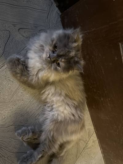 Cat tripple coat persian feline