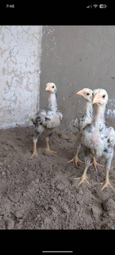 shamo chicks/white shamo chicks/aseel chicks/mianwali chicks/ jageeri