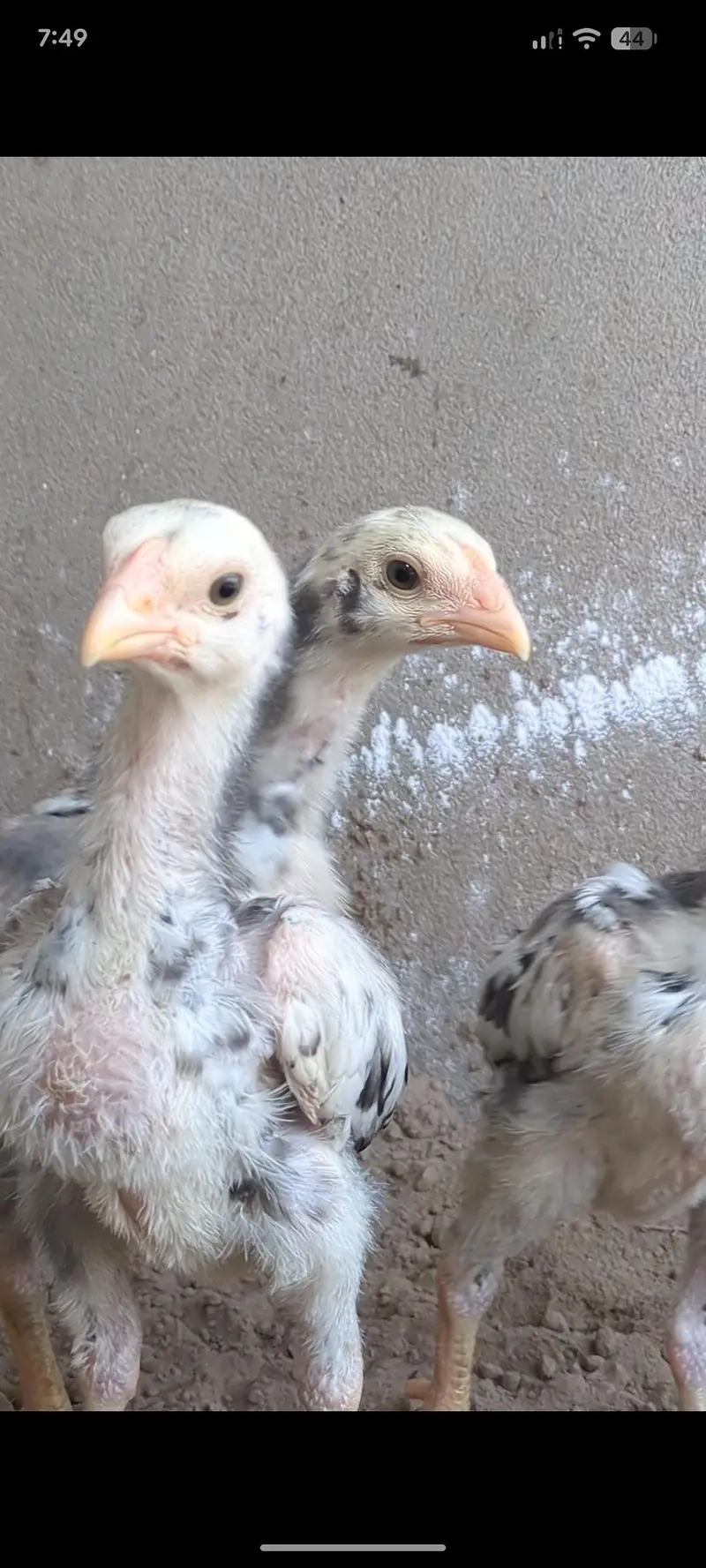 shamo chicks/white shamo chicks/aseel chicks/mianwali chicks/ jageeri — photo 2