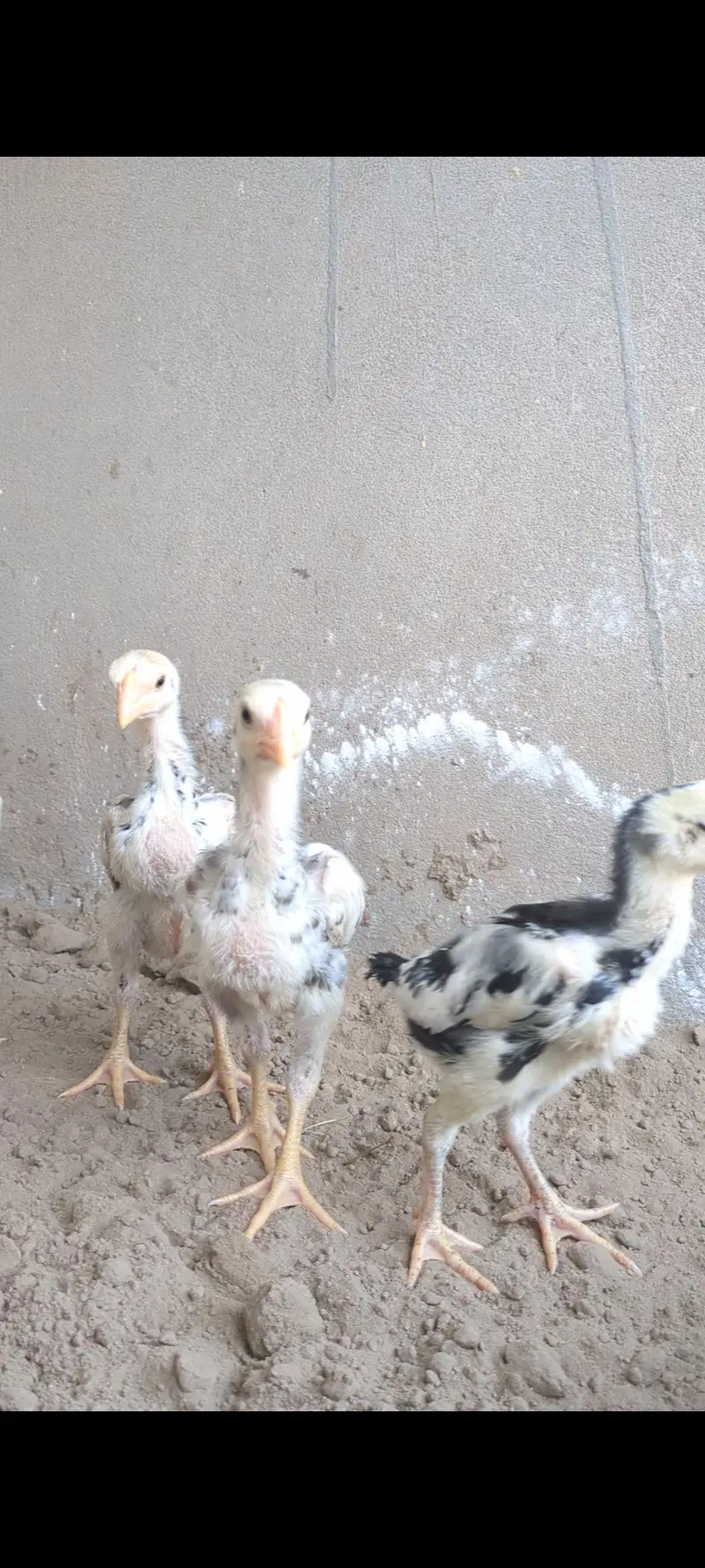 shamo chicks/white shamo chicks/aseel chicks/mianwali chicks/ jageeri — photo 3