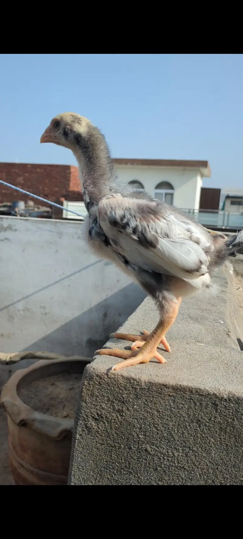 shamo chicks/white shamo chicks/aseel chicks/mianwali chicks/ jageeri — photo 4