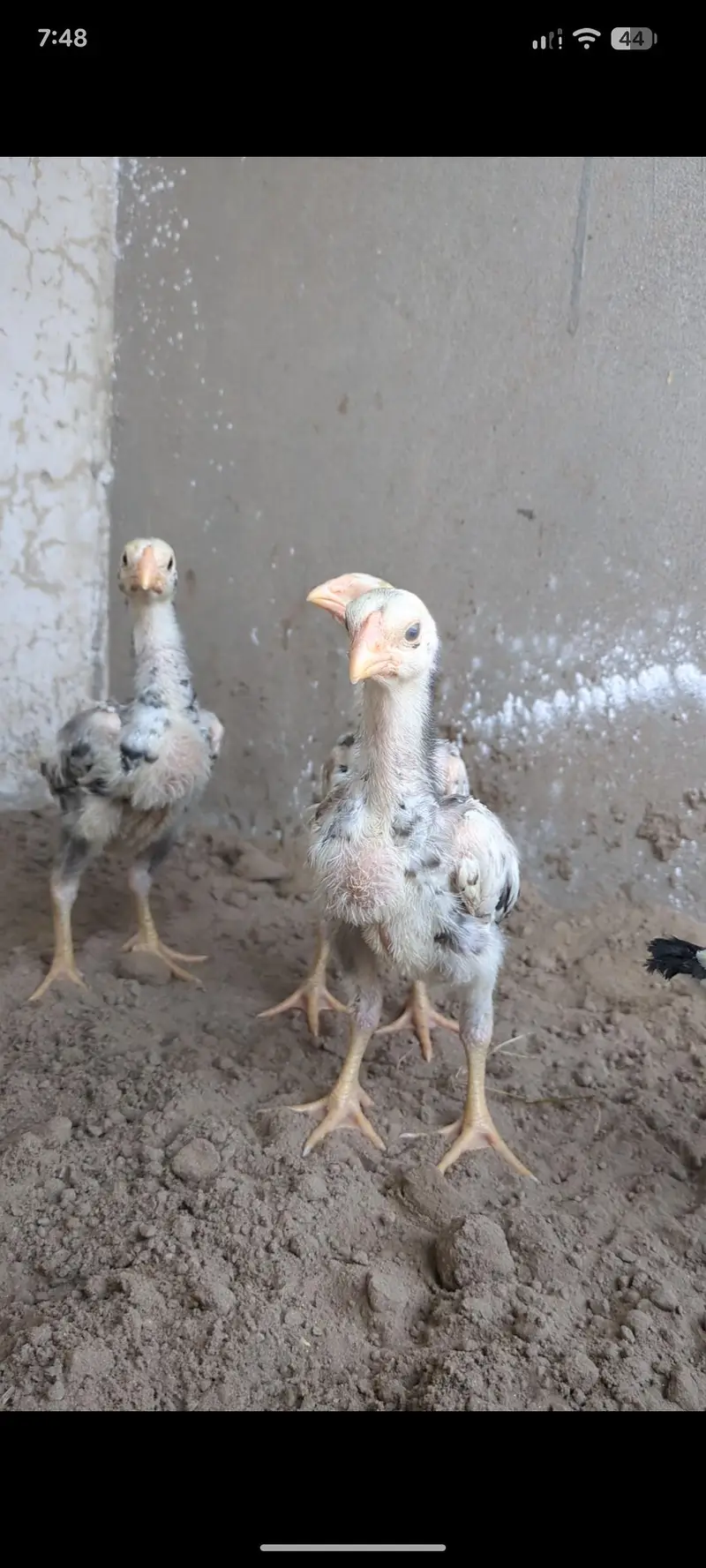 shamo chicks/white shamo chicks/aseel chicks/mianwali chicks/ jageeri — photo 5