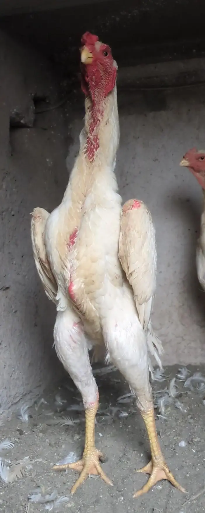 shamo chicks/white shamo chicks/aseel chicks/mianwali chicks/ jageeri — photo 6