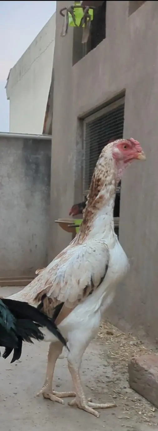 shamo chicks/white shamo chicks/aseel chicks/mianwali chicks/ jageeri — photo 7