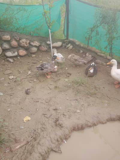 ducks for sale