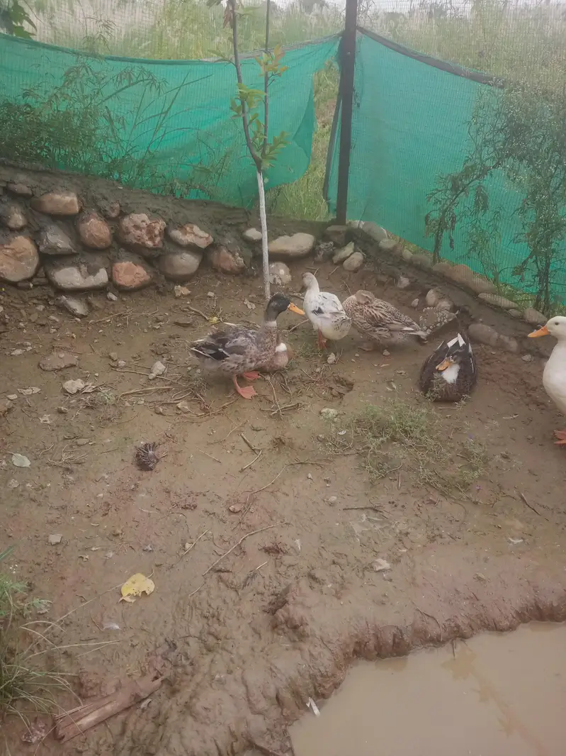ducks for sale — photo 2