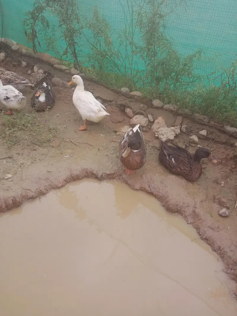 ducks for sale — photo 3