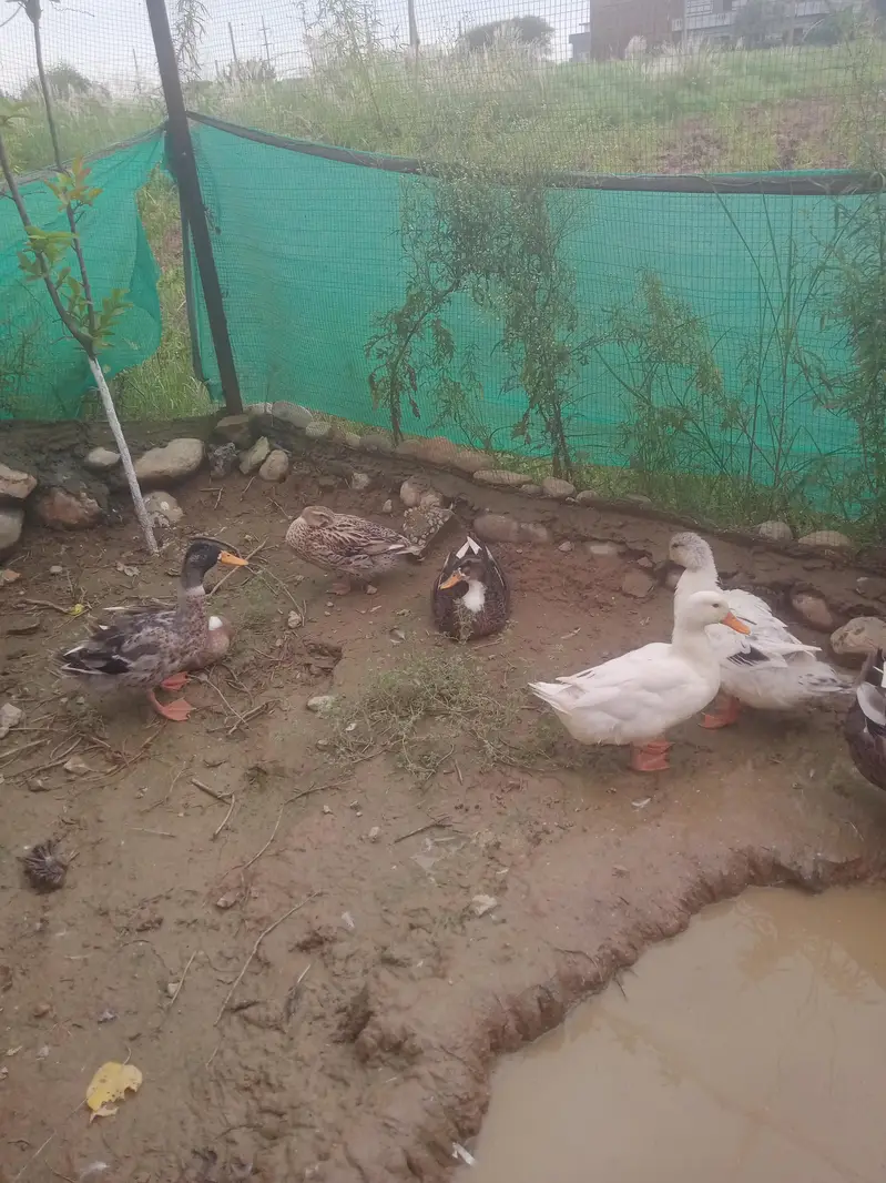 ducks for sale — photo 4
