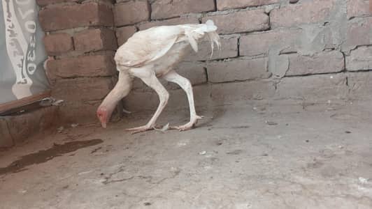 03482727920 aseel heera pair age 3 to 5  months  and fertile eggs .