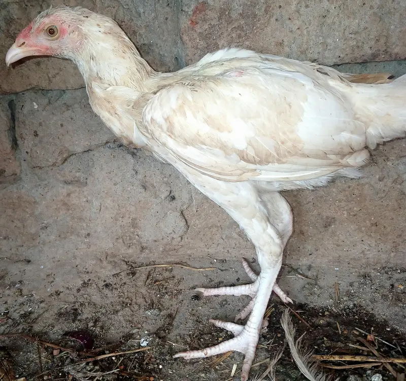 03482727920 aseel heera pair age 3 to 5  months  and fertile eggs . — photo 2