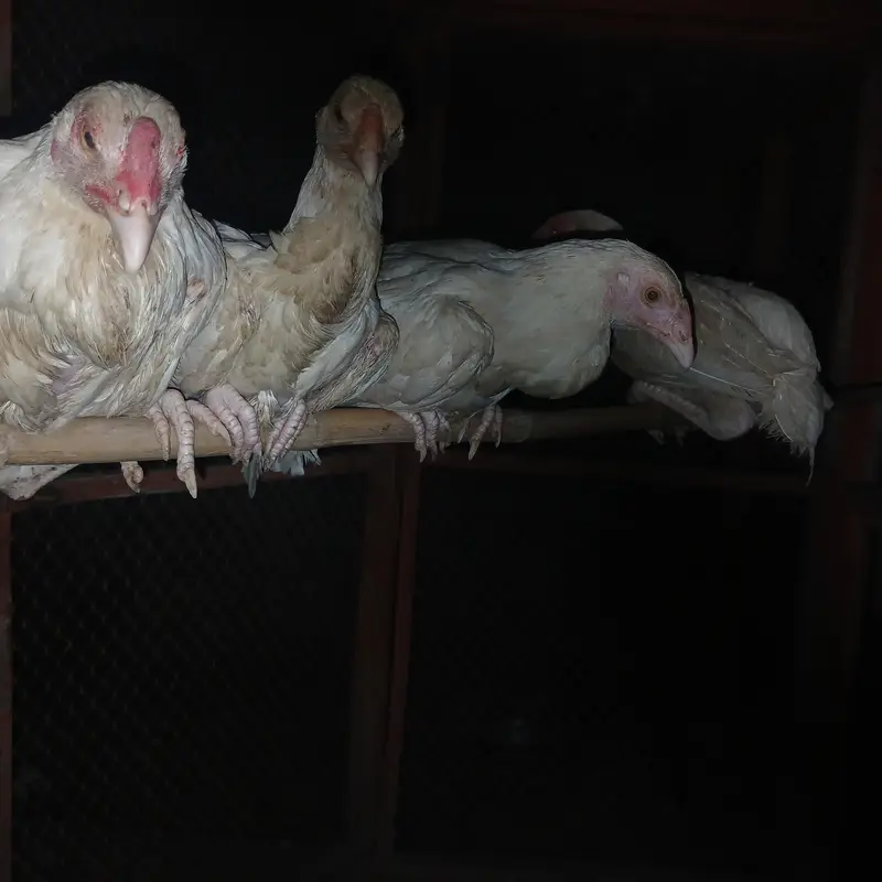 03482727920 aseel heera pair age 3 to 5  months  and fertile eggs . — photo 3