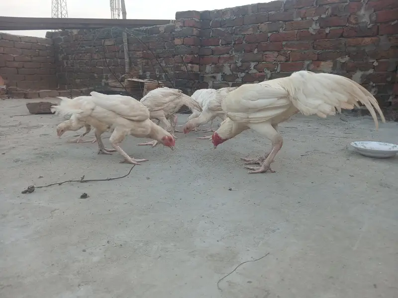 03482727920 aseel heera pair age 3 to 5  months  and fertile eggs . — photo 4