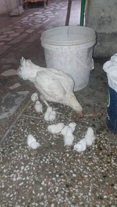 03482727920 aseel heera chicks  and fertile eggs .