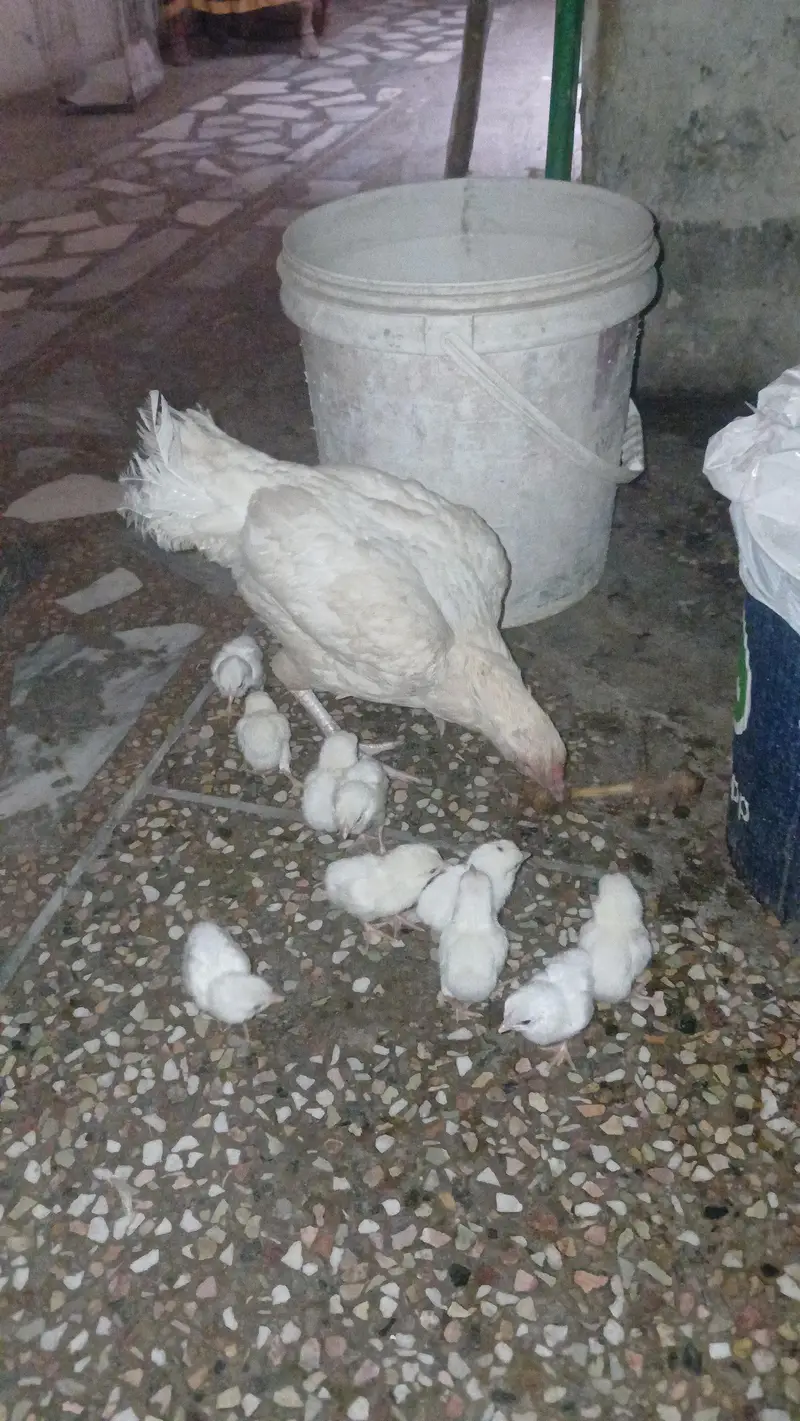 03482727920 aseel heera pair age 3 to 5  months  and fertile eggs . — photo 5
