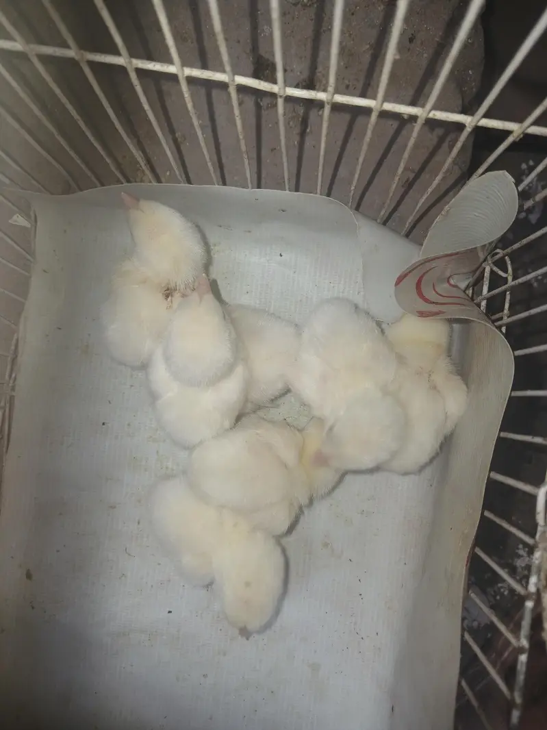 03482727920 aseel heera pair age 3 to 5  months  and fertile eggs . — photo 6