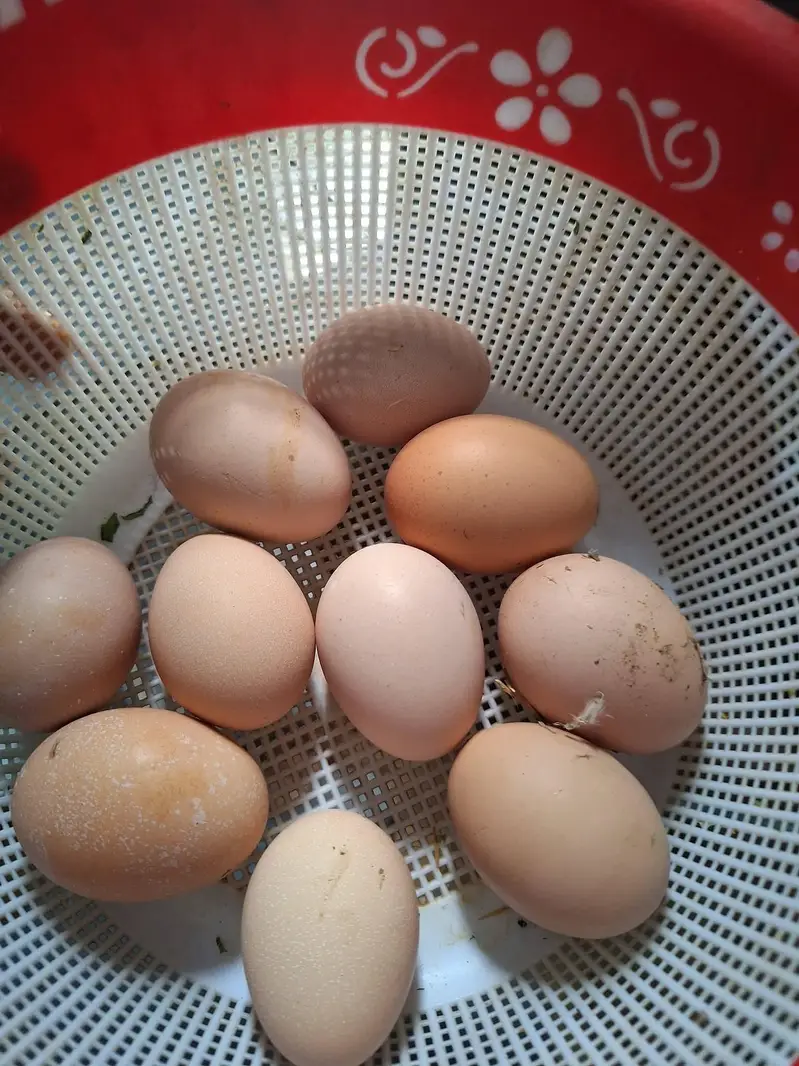 03482727920 aseel heera pair age 3 to 5  months  and fertile eggs . — photo 7