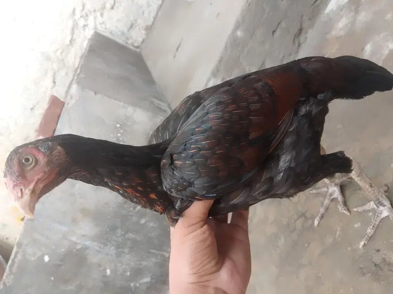 aseel pathi for sale — photo 6