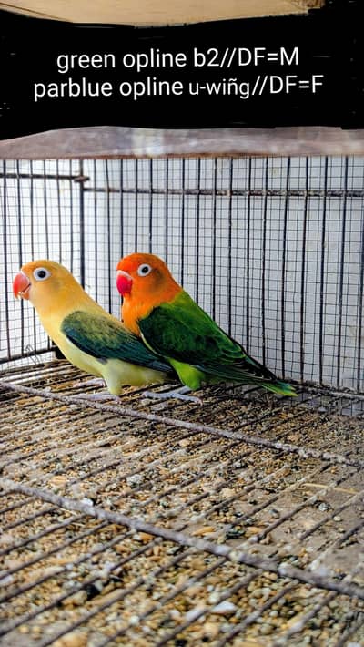 lovebird dunfellow df palefellow pf java dove