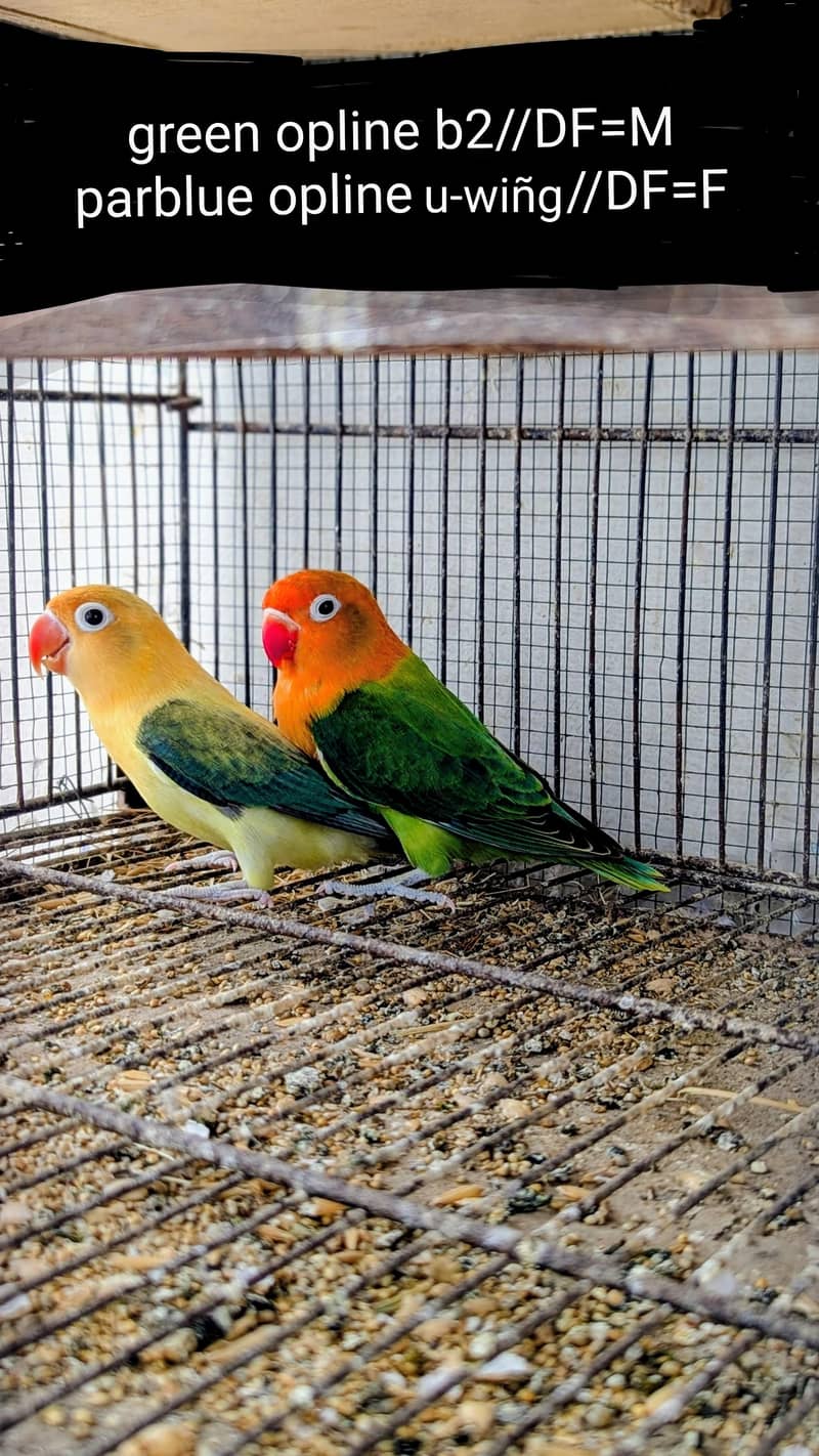 lovebird dunfellow df palefellow pf java dove 0