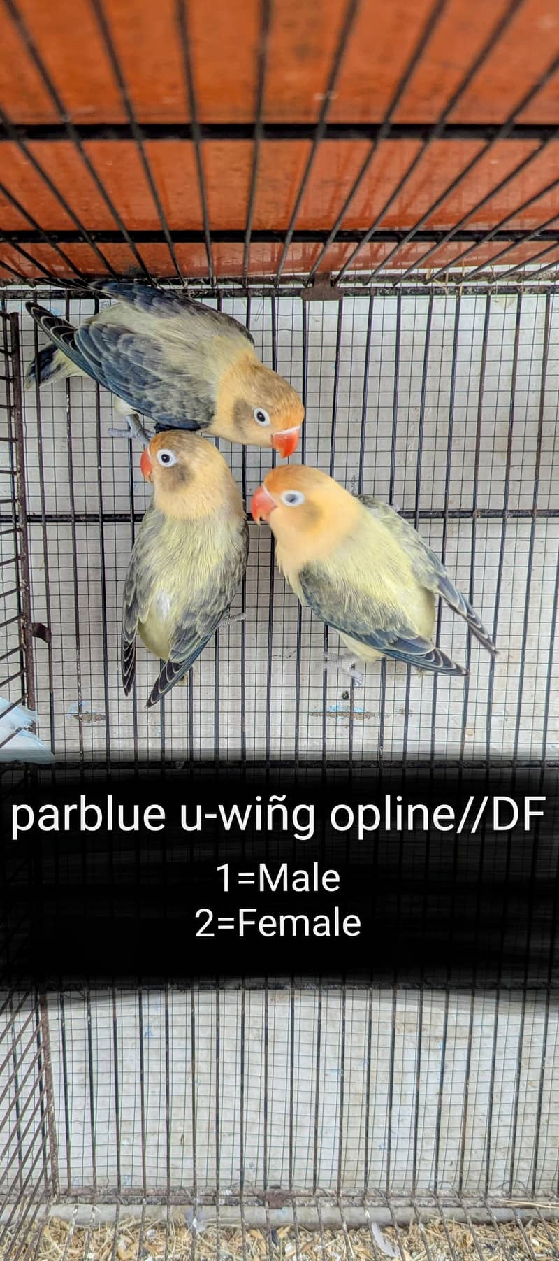 lovebird dunfellow df palefellow pf java dove 1