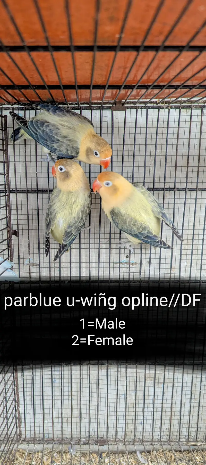 lovebird dunfellow df palefellow pf java dove — photo 2