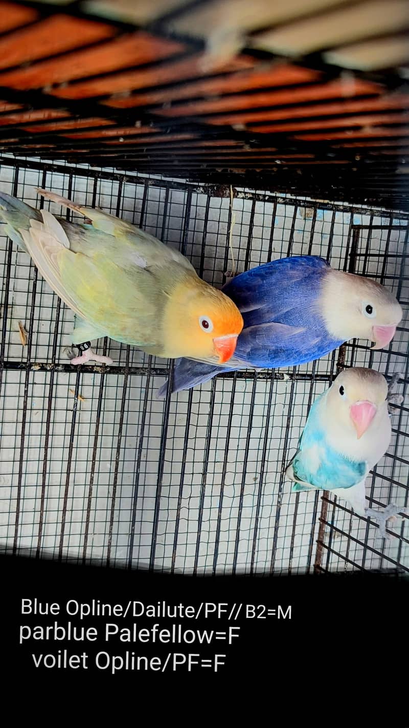 lovebird dunfellow df palefellow pf java dove 2