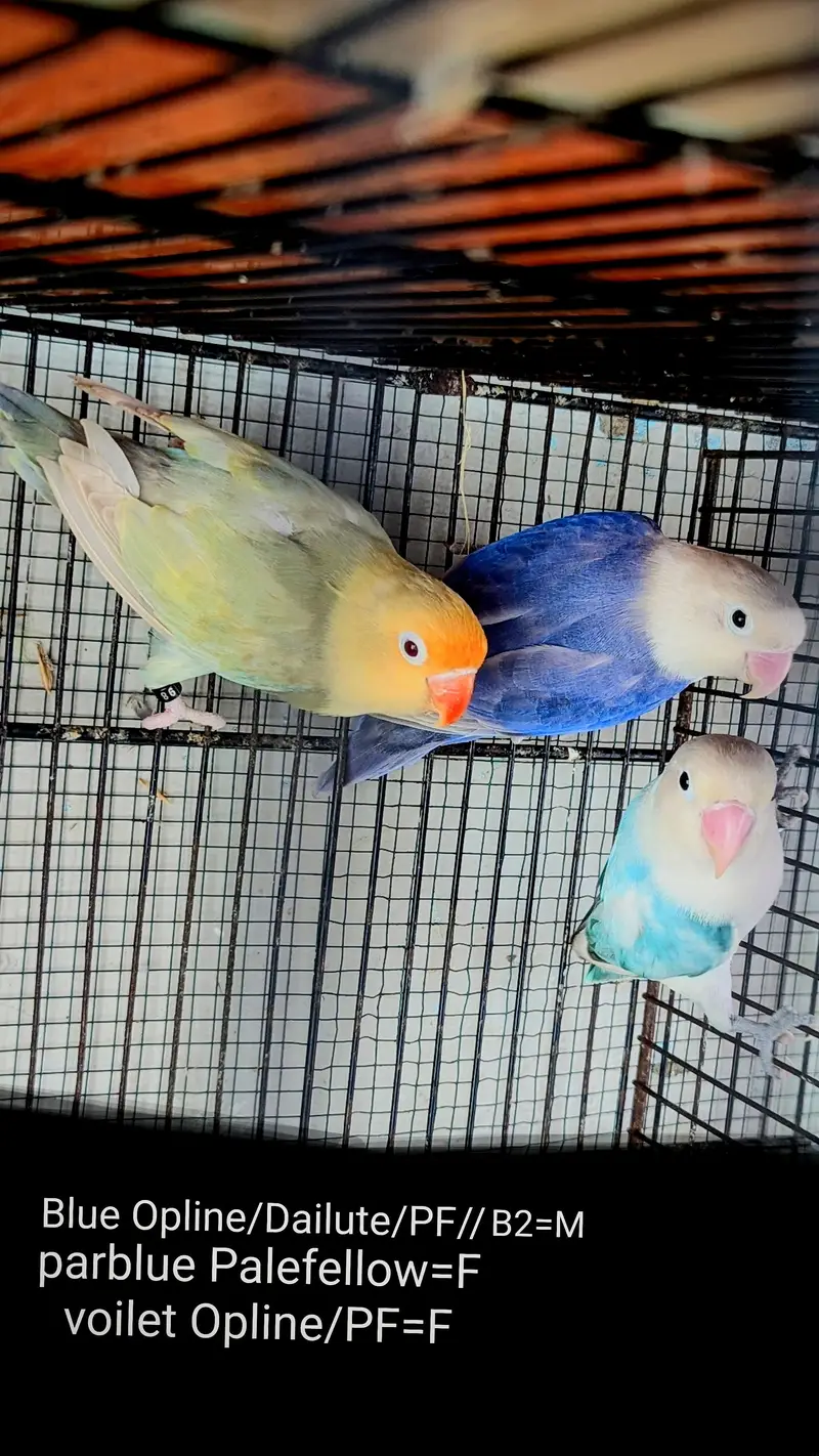 lovebird dunfellow df palefellow pf java dove — photo 3