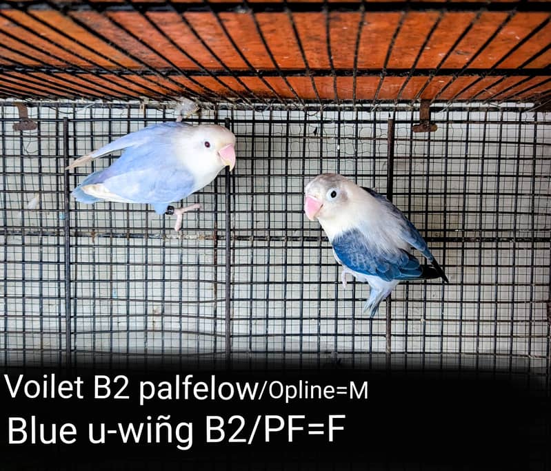 lovebird dunfellow df palefellow pf java dove 3