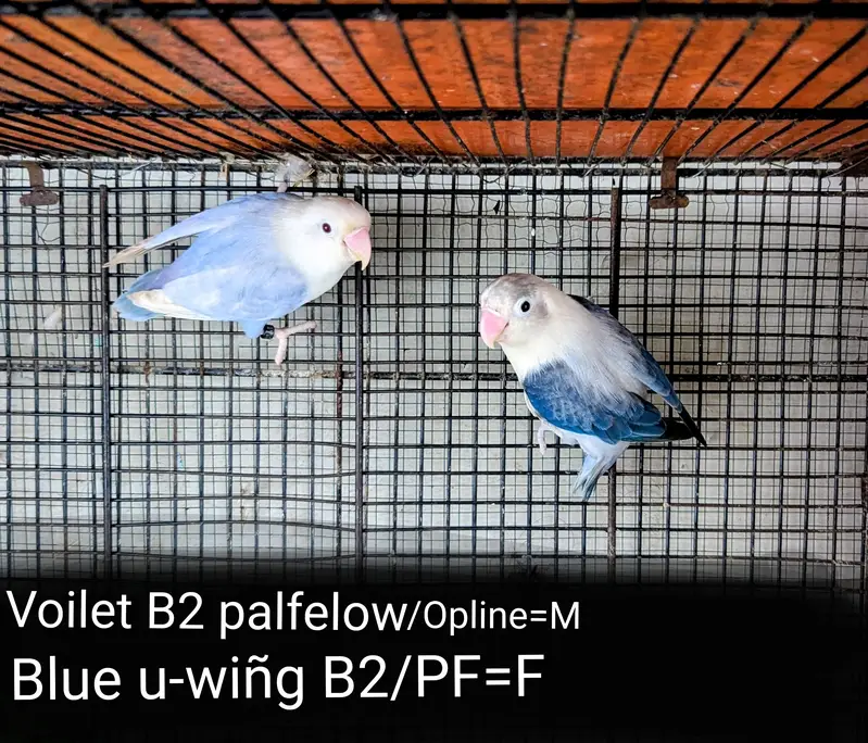 lovebird dunfellow df palefellow pf java dove — photo 4