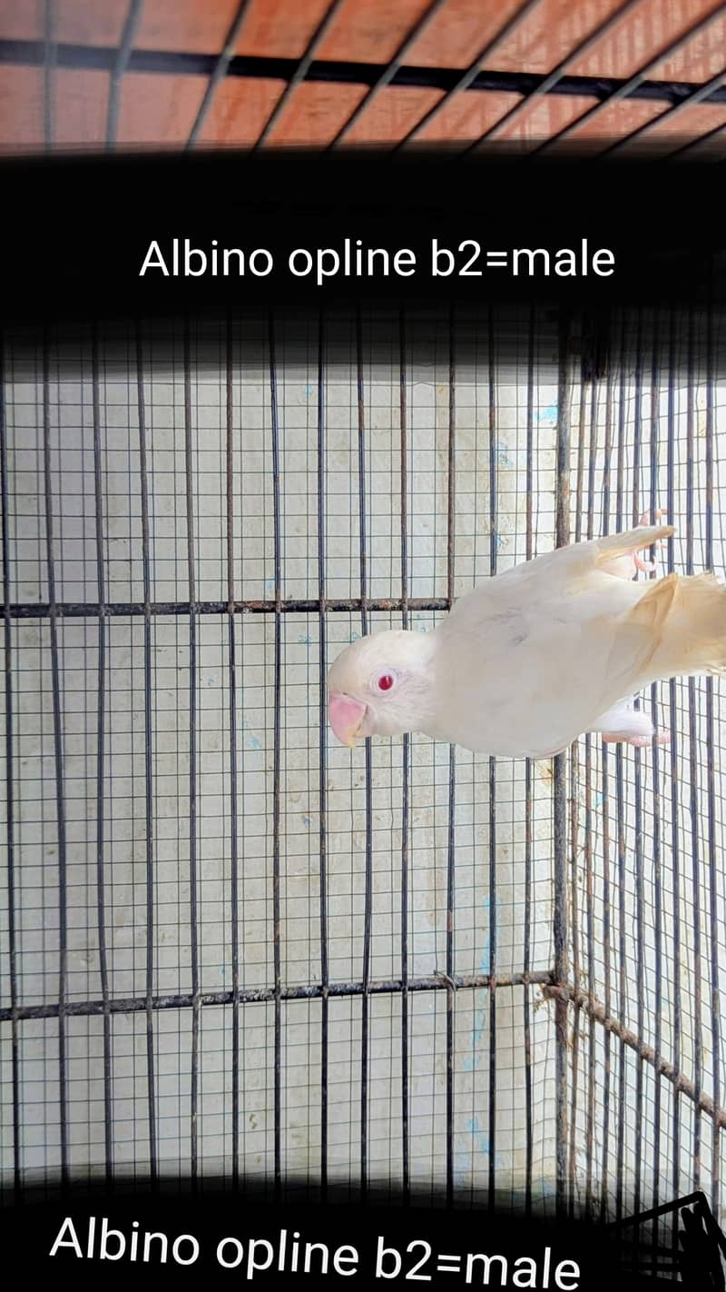 lovebird dunfellow df palefellow pf java dove 4