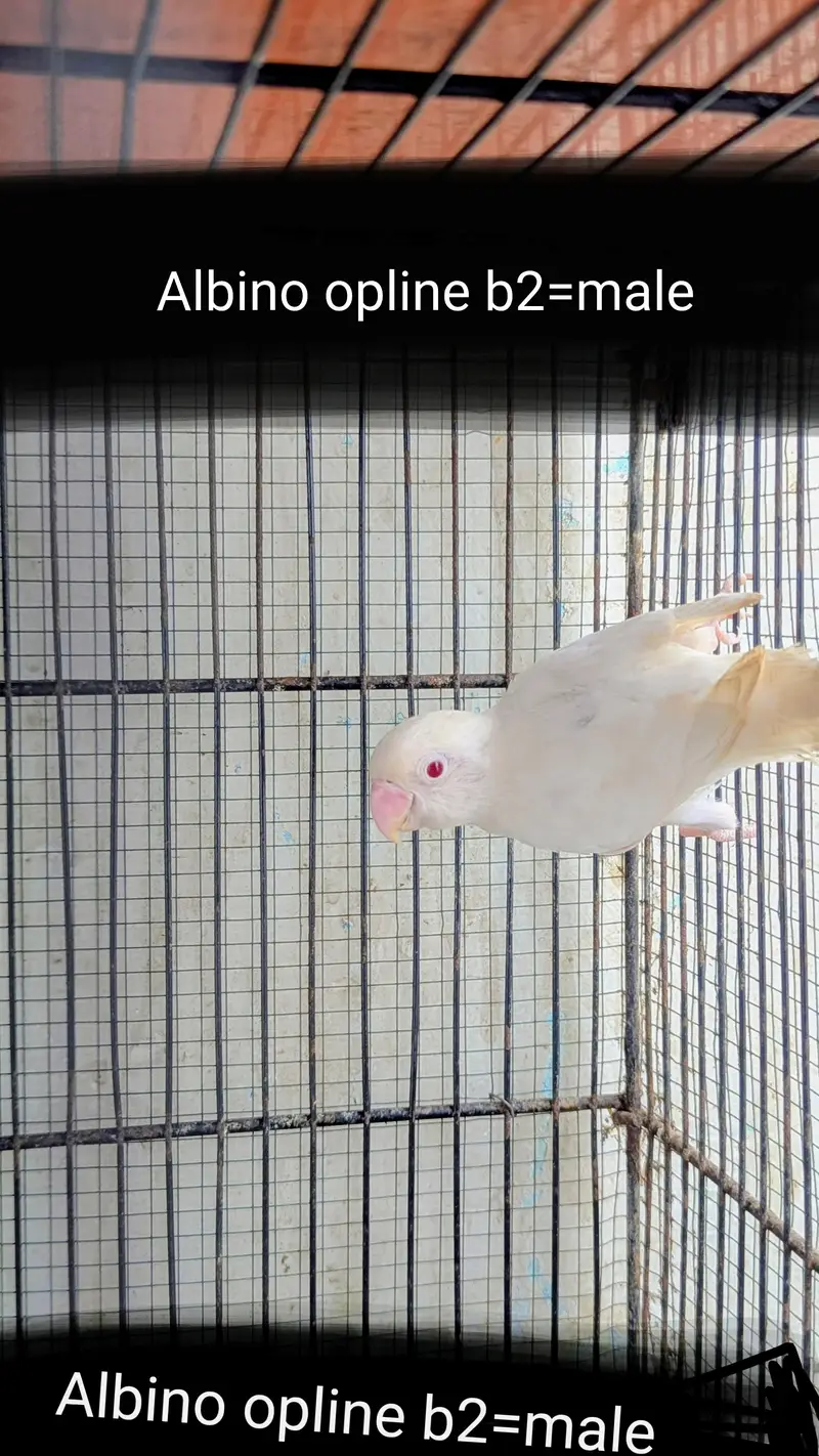 lovebird dunfellow df palefellow pf java dove — photo 5