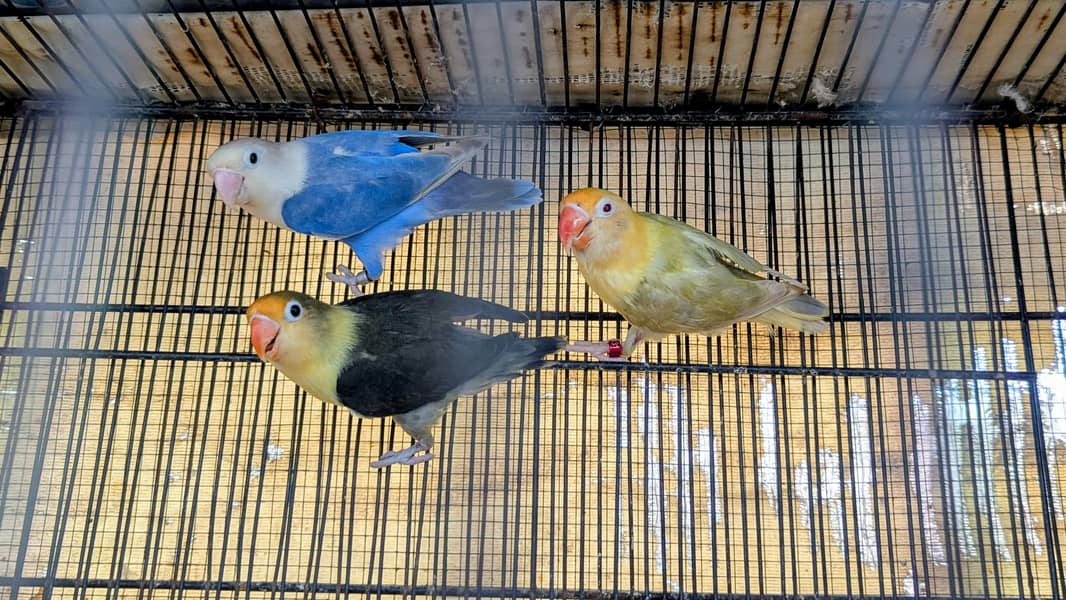 lovebird dunfellow df palefellow pf java dove 5