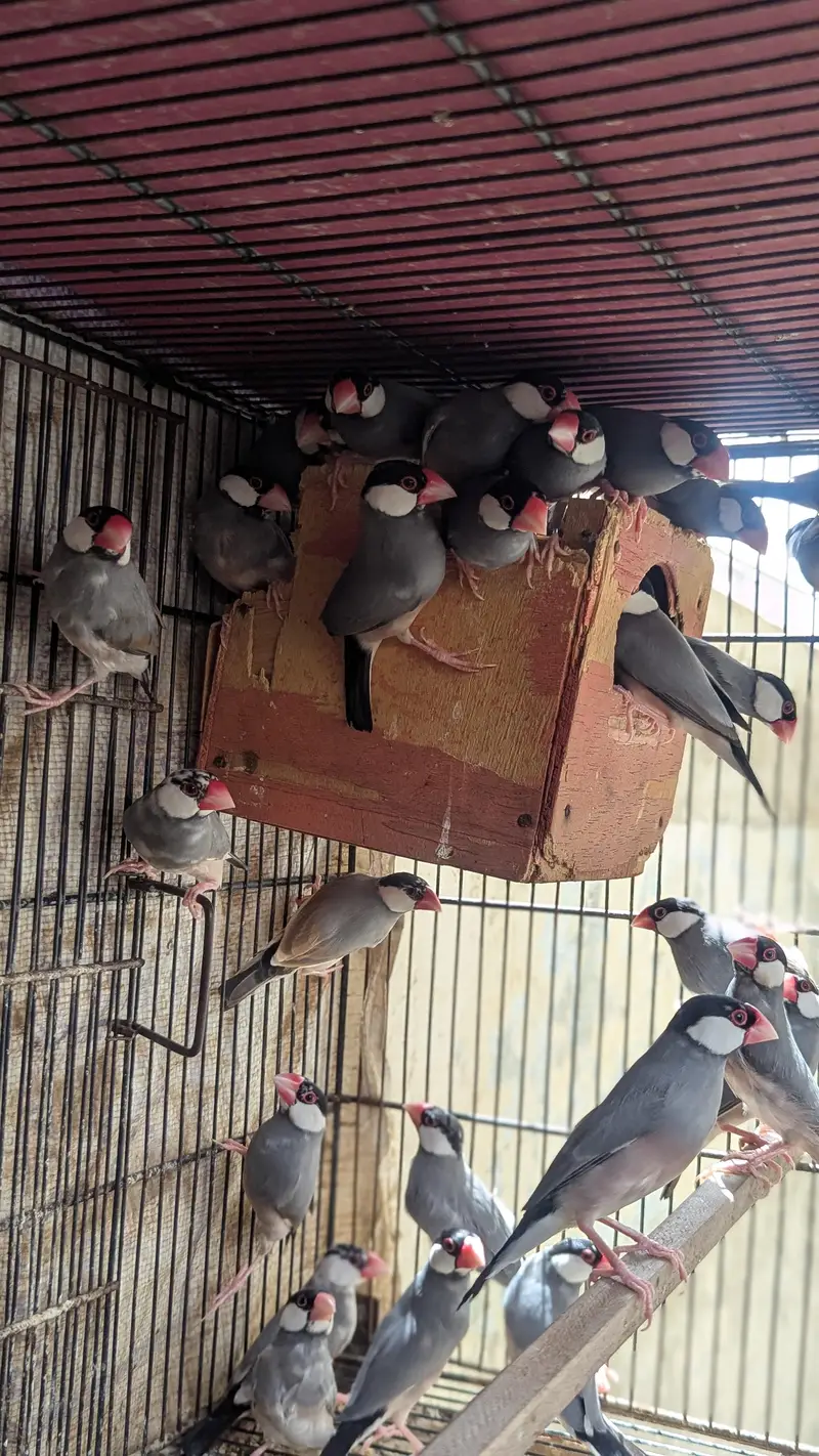 lovebird dunfellow df palefellow pf java dove — photo 7