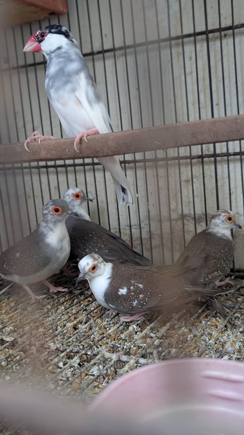 lovebird dunfellow df palefellow pf java dove 7