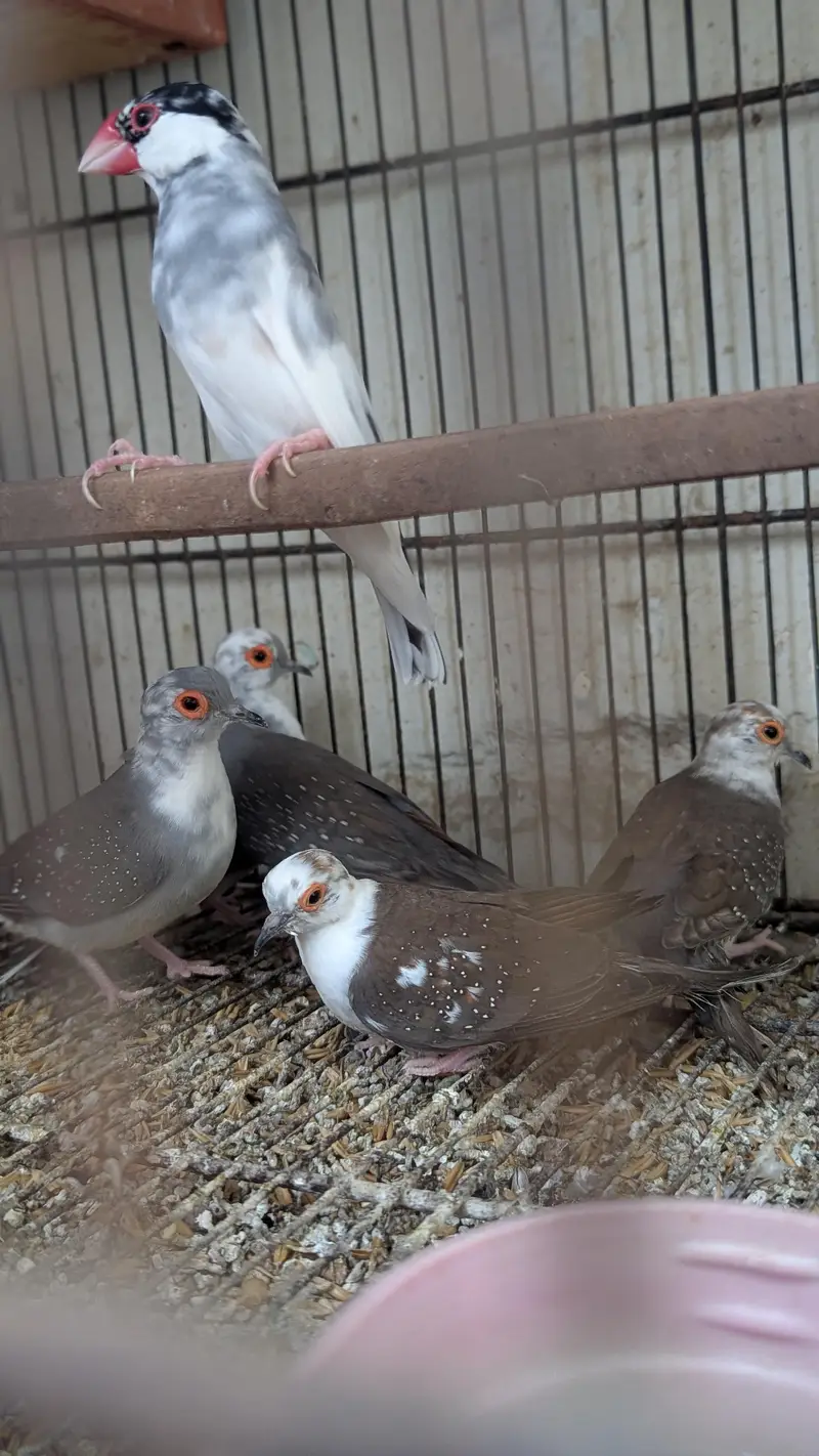 lovebird dunfellow df palefellow pf java dove — photo 8