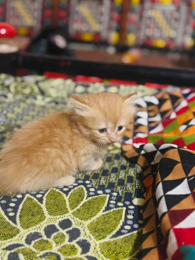 Persians cats