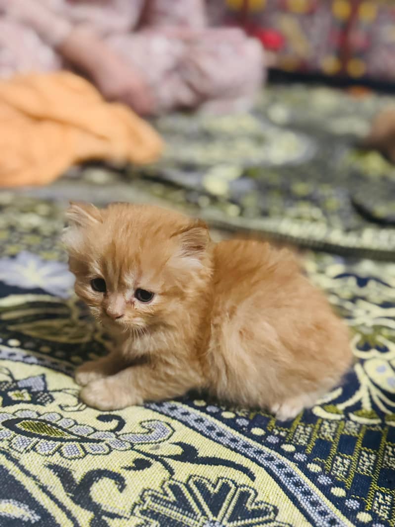 Persians cats 1