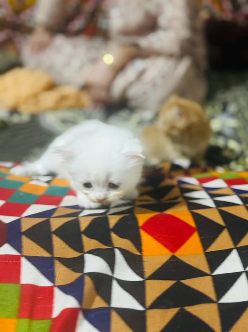 Persians cats 2